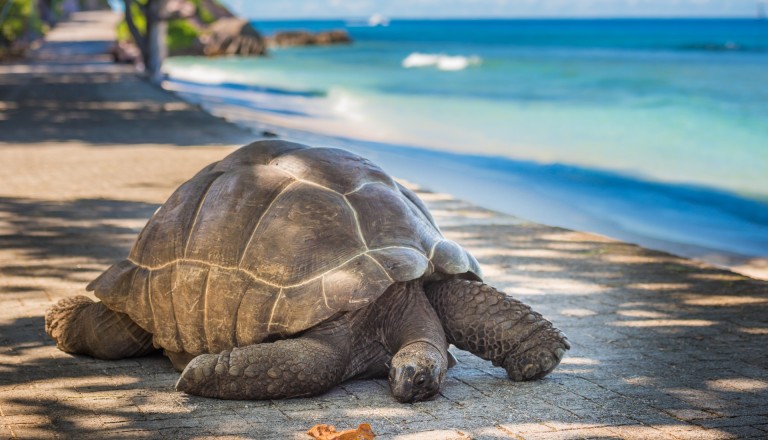 Seychellen Schildkröte