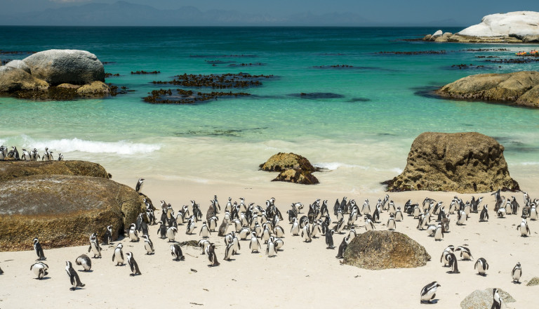 Pinguine am Boulders Beach in Südafrika.