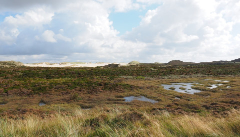 Die Braderuper Heide auy Sylt