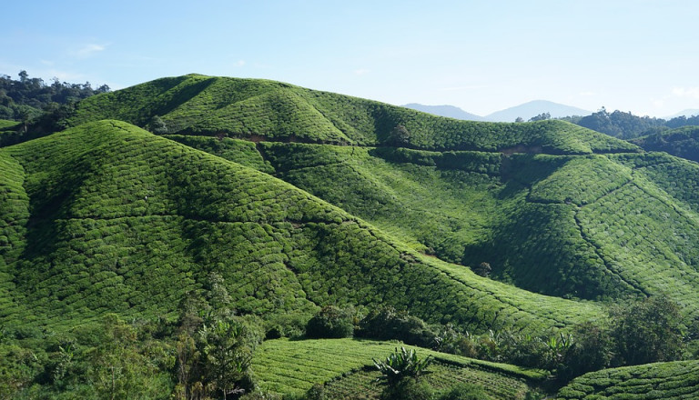 Berühmt für ihren Teeanbau: Die Cameron Highlands.