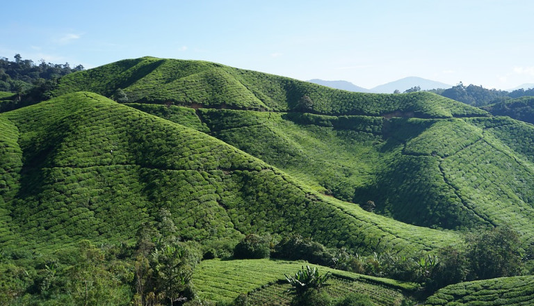 Rundreisen Cameron Highlands