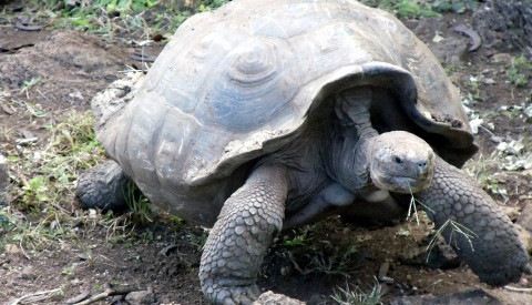 Die Riesenschildkröten auf den Galapagos Inseln werden Ihre Kinder bestimmt nie vergessen!