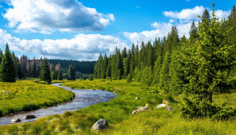 Waldbach im Bayerischen Wald