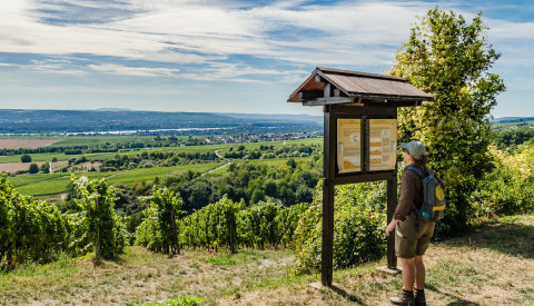 Wandern in den Weinbergen