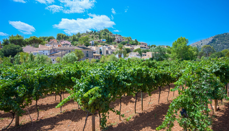 Weinanbau bei Pollenca