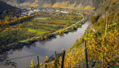 Weinberge Mosel