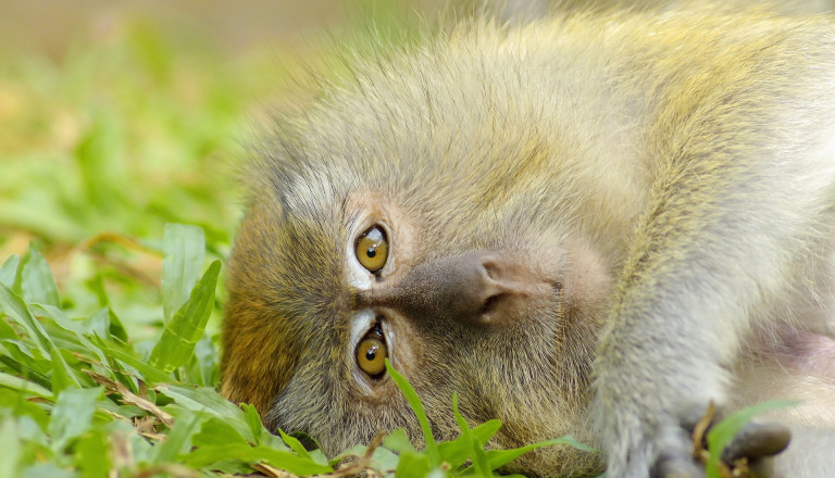 Wildtierfotografie