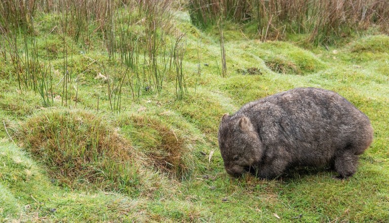 Wombat in Australien