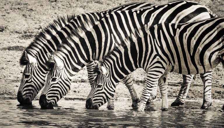 Zebras