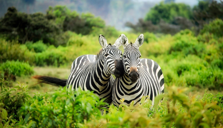 Zebras